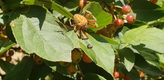 Araneidae
