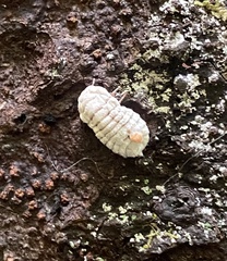 Coelostomidia zealandica