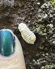 Coelostomidia zealandica