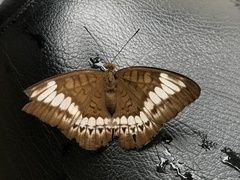 Tanaecia trigerta