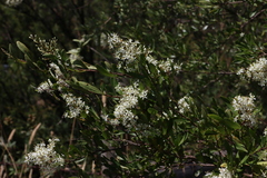 Bursaria spinosa spinosa