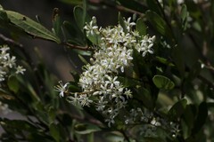 Bursaria spinosa spinosa