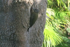 Chloropicus griseocephalus