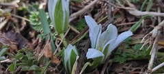 Ornithogalum sigmoideum