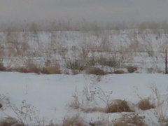 Yucca glauca
