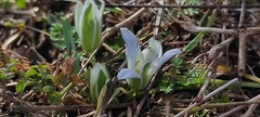 Ornithogalum sigmoideum