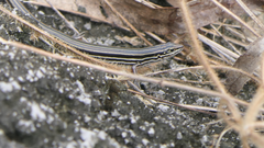 Ctenotus