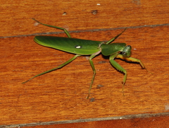 Rhombodera