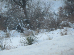 Yucca glauca