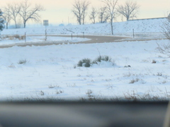 Yucca glauca