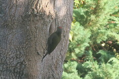 Chloropicus griseocephalus