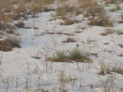 Yucca glauca