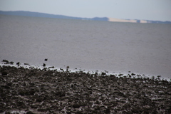 Limosa