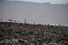 Limosa