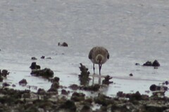 Limosa