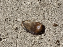 Barbatia domingensis