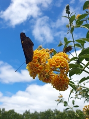 Vanessa gonerilla ida