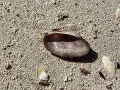 Barbatia domingensis
