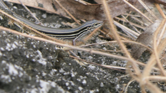 Ctenotus