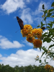 Vanessa gonerilla ida