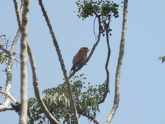 Eurystomus glaucurus