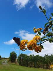 Vanessa gonerilla ida