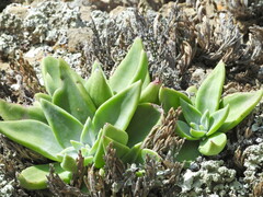 Dudleya cymosa