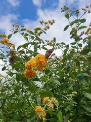 Vanessa gonerilla ida