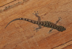 Gekko monarchus