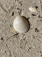 Laevicardium serratum