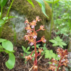 Corallorhiza maculata occidentalis