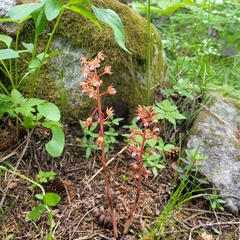 Corallorhiza maculata occidentalis