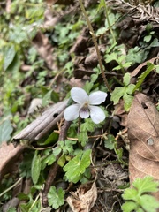 Viola adenothrix