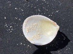 Laevicardium serratum