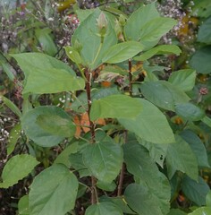 Ficus grossularioides