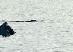 Myocastor coypus