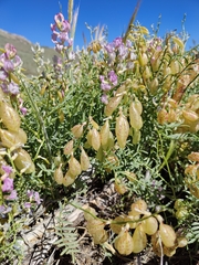 Astragalus whitneyi