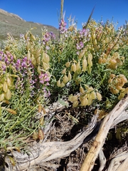 Astragalus whitneyi