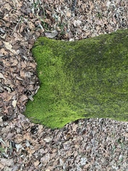 Pseudanomodon attenuatus