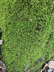 Pseudanomodon attenuatus