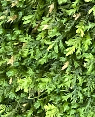 Pseudanomodon attenuatus