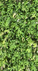 Pseudanomodon attenuatus