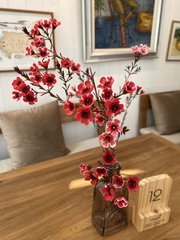 Chamelaucium uncinatum