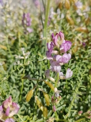 Astragalus whitneyi