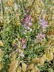 Astragalus whitneyi