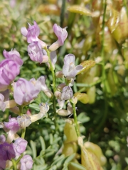 Astragalus whitneyi