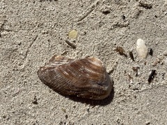 Lamarcka imbricata