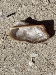 Lamarcka imbricata