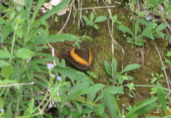 Yoma sabina