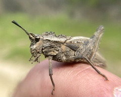 Dracotettix monstrosus